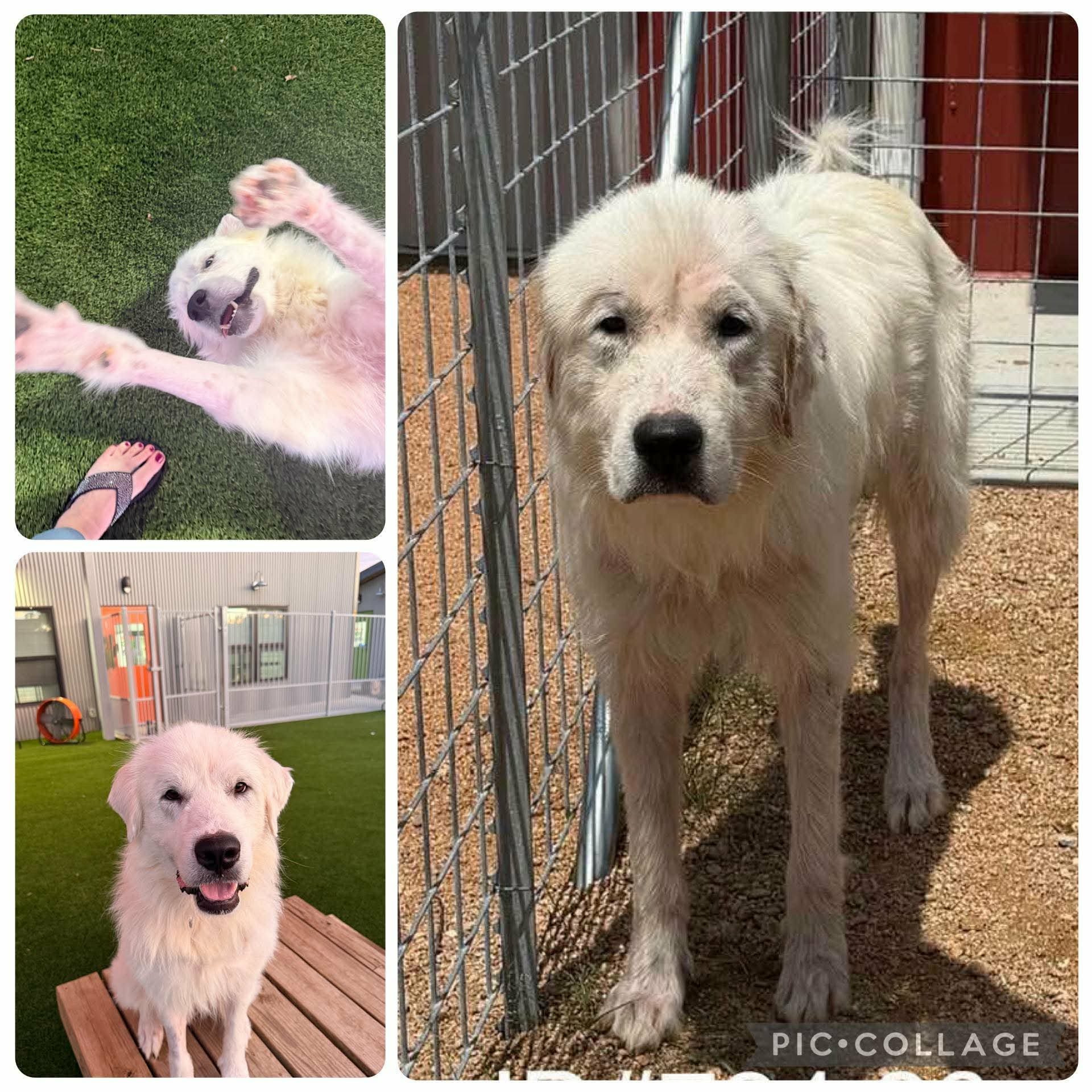 Schriner
